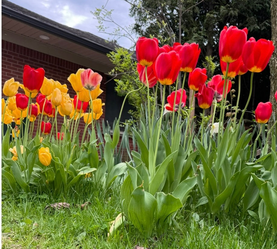Single Tulip